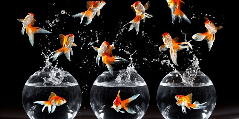 567-goldfish